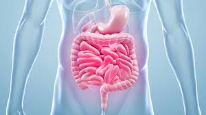 Area of gut health and system