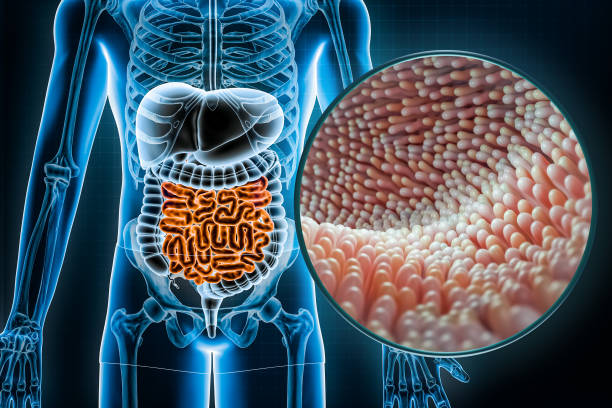 Human digestive system and gastrointestinal tract with microvilli of the small intestine